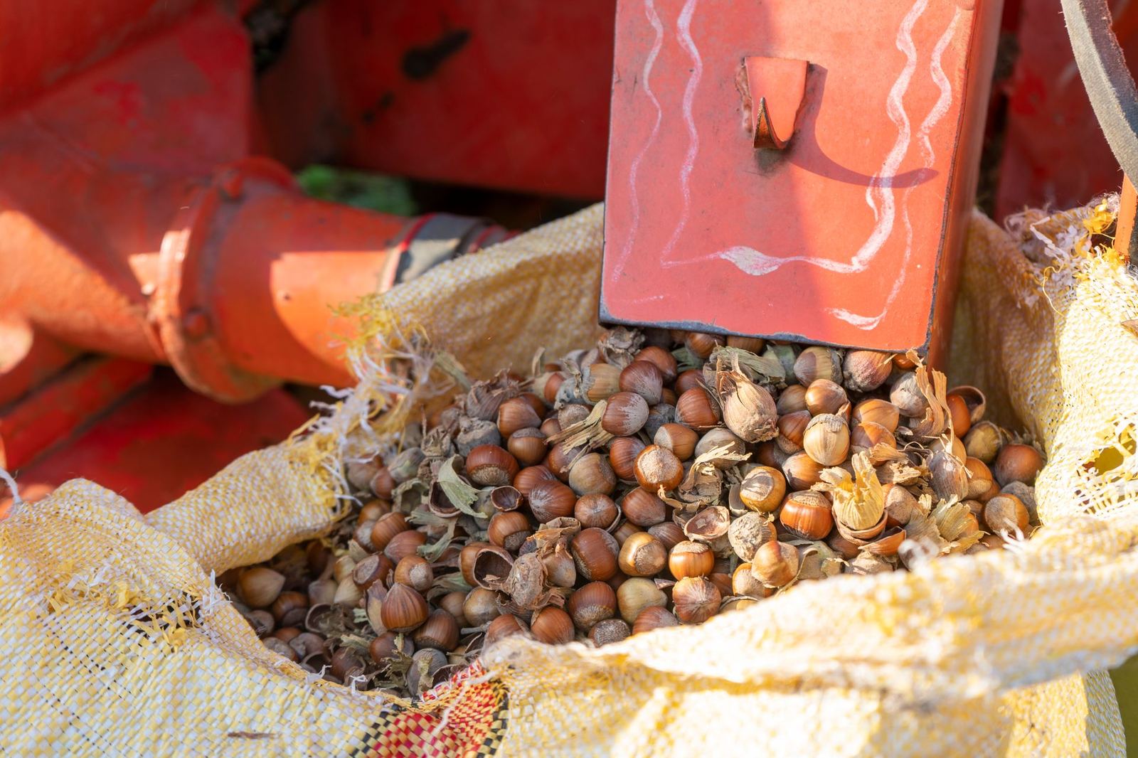 Karadeniz Hazelnut – Vision-Guided Sorting Line